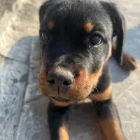 توله ماده روتوایلر۳ماهه