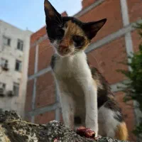 بچه گربه