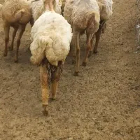 گوسفند طوغلو مغانی ماده ده عدد