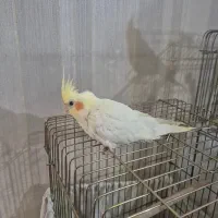 عروس هلندی لوتینو و گری|پرنده|تهران, ابوذر|دیوار