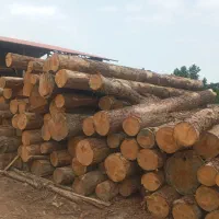 خرید و فروش چوب هیزم باغی پشت لا خاک اره|خدمات باغبانی و درختکاری|تالش, تالش|دیوار