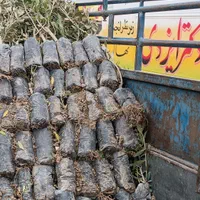 نهال زیتون کنسروی و روغنی،زرد زیتون،مانزانیلا،طارم|خدمات باغبانی و درختکاری|شیراز, دکتر حسابی|دیوار