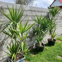 سه عدد یوکا