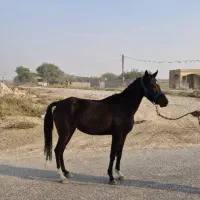 درود ...  مادیون بالغ و خالص عرب
