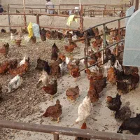 مرغ تخم گذار رسمی گل پایگان