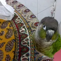 طوطی  سه ساله  باهوش ‌و‌زرنگ