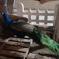 طاووس مصری جاوا