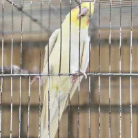 عروس هلندی ماده