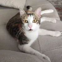 واگذاری ۱ گربه ۱ سالو خورده ایه