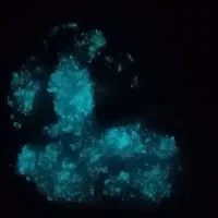 فروش گوهر شب چراغ اصلی