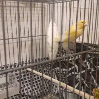 قناری و سهره|پرنده|اسلامشهر, شهرک مهدیه|دیوار