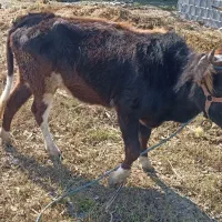 گاو جوان|حیوانات مزرعه|سنگر, |دیوار