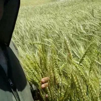 بذرگندم دیم خارجی