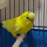 مرغ عشق پاکستانی