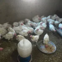 مرغ سفید تخم گذار به قیمت روز