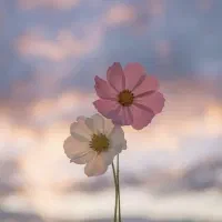 به یه پرستار شبانه روز برا خانم سالمند نیازمندیم