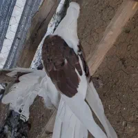 کبوتر پاپر|پرنده|لالجین, |دیوار