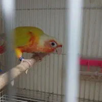 ردچیک اوزجینال