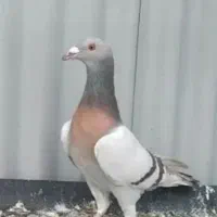 نرپلاکی زرد