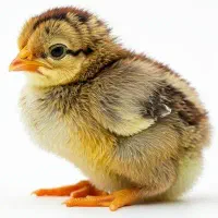 جوجه یک روزه گلپایگانی (رسمی)