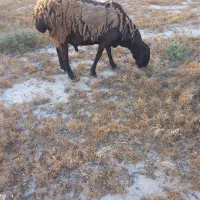 قوچ چینی فروشی
