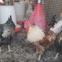 ۵ عدد خروس سرحال