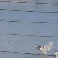 کبوتر باخت رفته|حیوانات|تویسرکان, |دیوار