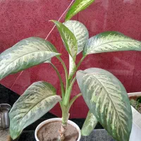 گل دیفن باخیای خارجی ساقه درشت برگ پهن بزرگ|گل و گیاه طبیعی|مهاباد (آذربایجان غربی), |دیوار