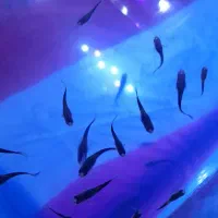 بچه‌گوپی‌