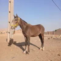 مادیون|اسب و تجهیزات اسبسواری|شوشتر, |دیوار