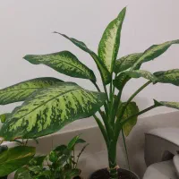 انواع گلو گیاه طبیعی