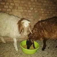 بره