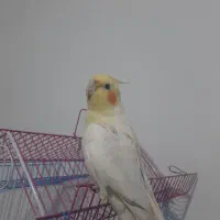 عروس هلندی لوتینو