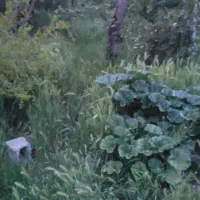 علف باغ برای خوراک دام و گوسفند رایگان