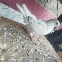 کفتر نوک ریز