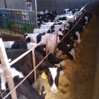 گوساله نر قطع شیر