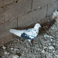 دو عدد کبوتر نر