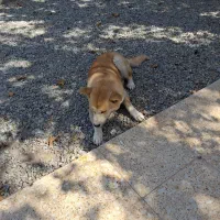 اکیتا ماده دم فل|سگ|ماهدشت, |دیوار