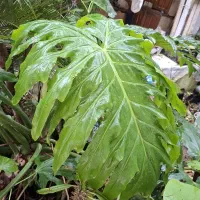 برگ انجیری غول پیکر