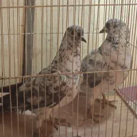 کبوتر|پرنده|تهران, جمالزاده|دیوار