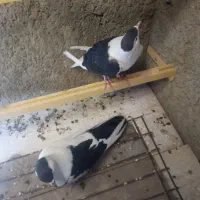 کبوتر نر و ماده طاقی|پرنده|کاشان, دشت چال|دیوار