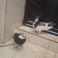 کفتر کبوتر شهری یال سبز و پلنگ سیاه ماده