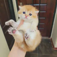 اصیل ترین گربه های بلو وگلد|گربه|جم, |دیوار