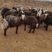 حیوانات‌بره‌نر