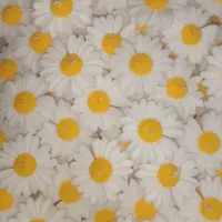 شمع های دکوراتیو|صنایع دستی و سایر لوازم تزئینی|شیراز, گلکوب|دیوار