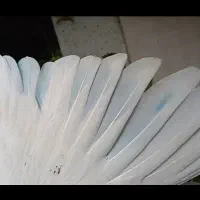 کفتر کبوتر|پرنده|بومهن, |دیوار