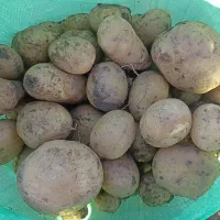 بذر رانومی و سیفرا۴۰۲