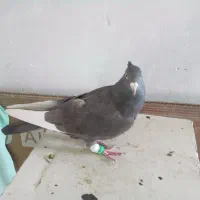 کبوتر سرکی قارا