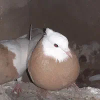 طوقی زرد و زرد خال سیا|پرنده|هلالی, |دیوار