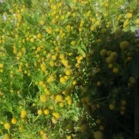 بابونه محلی